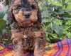 Cockapoo
