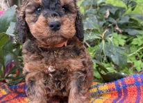 Puppy 2