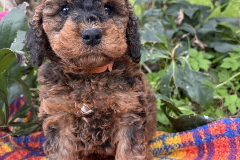 Cockapoo