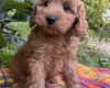 Cockapoo