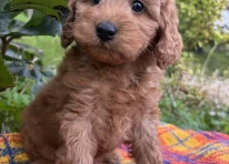 Puppy 4