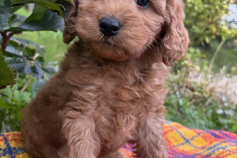 Cockapoo
