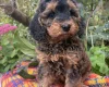 Cockapoo