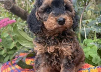 Puppy 5