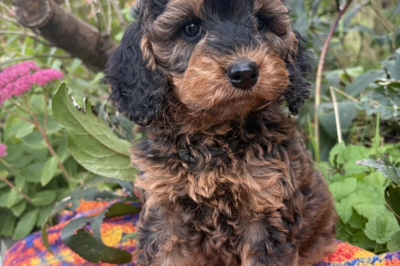 Cockapoo