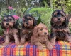Cockapoo