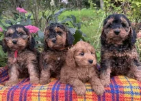 Puppy 6
