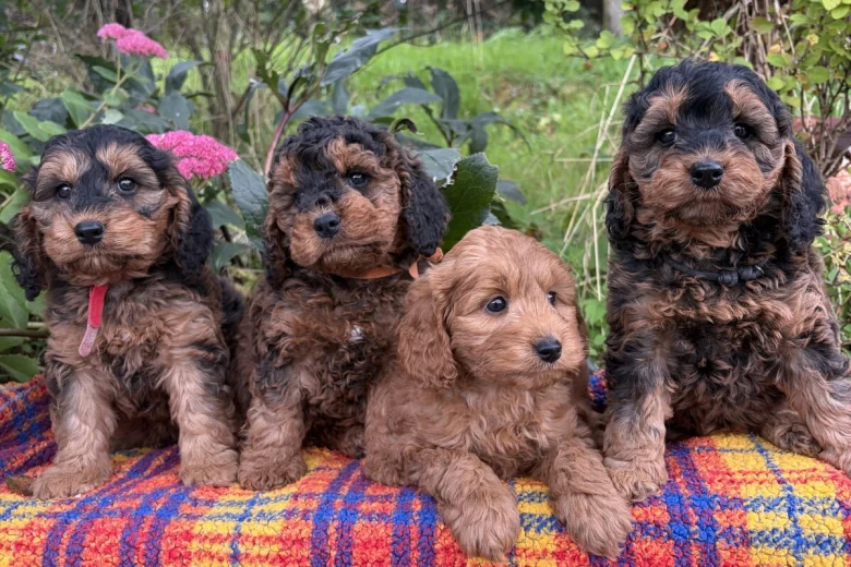 Cockapoo