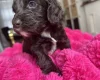Cockapoo