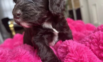 Cockapoo