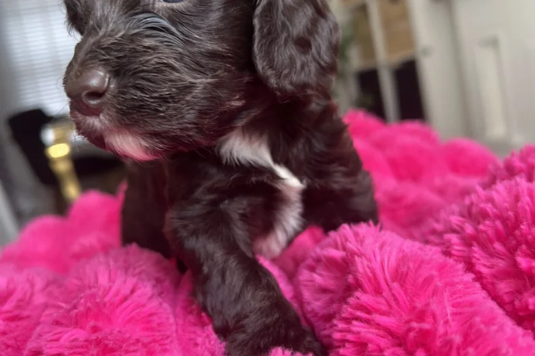 Cockapoo