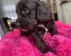 Cockapoo