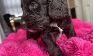 Cockapoo