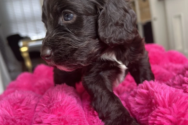 Cockapoo