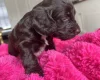Cockapoo
