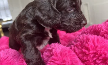 Cockapoo