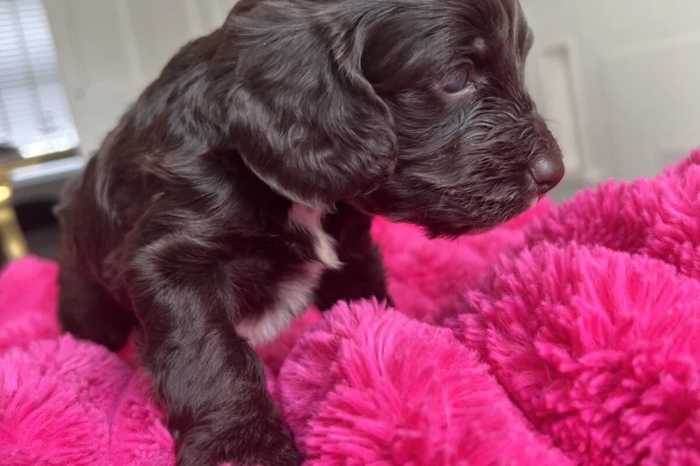 Cockapoo