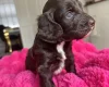 Cockapoo