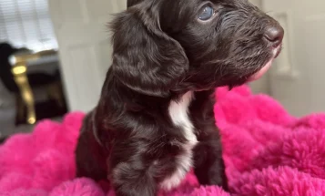 Cockapoo