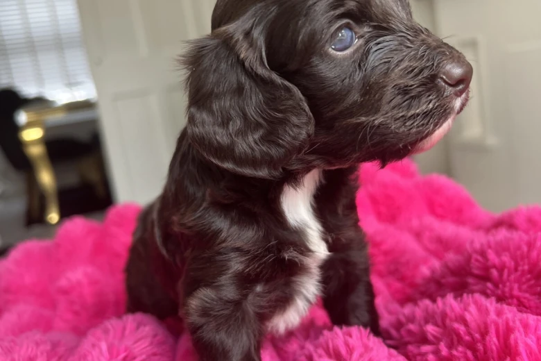Cockapoo