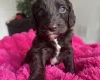Cockapoo