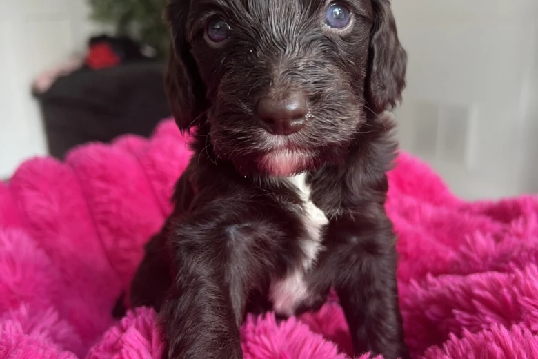 Cockapoo