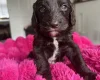 Cockapoo