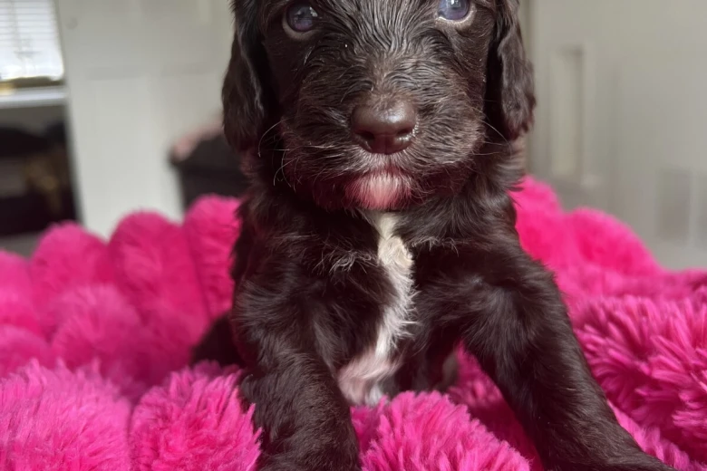 Cockapoo