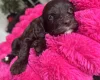 Cockapoo