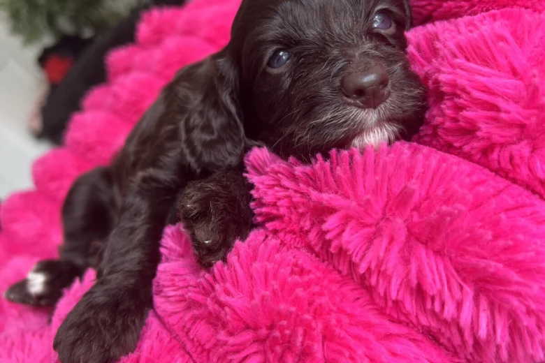 Cockapoo