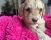 Cockapoo