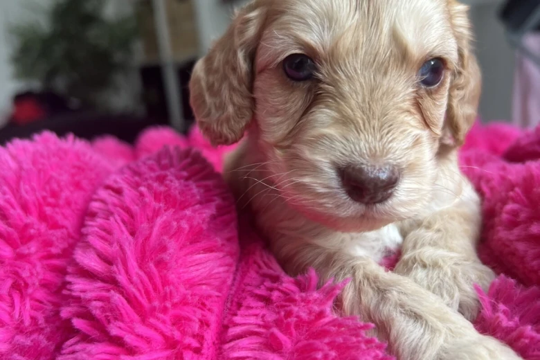 Cockapoo