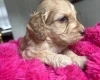 Cockapoo