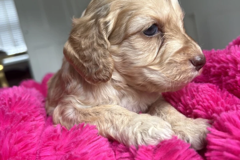 Cockapoo