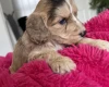 Cockapoo