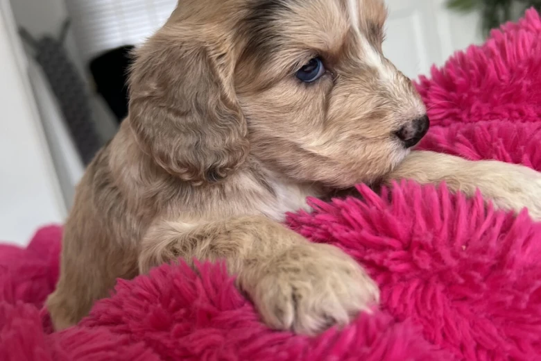 Cockapoo