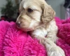 Cockapoo