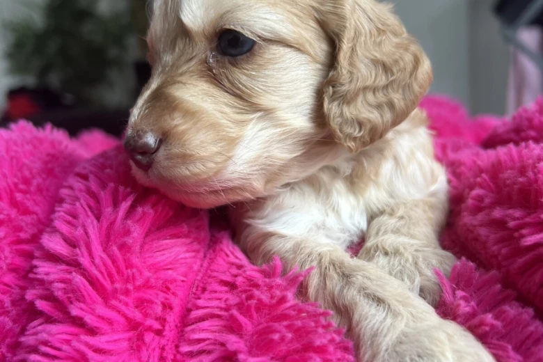 Cockapoo