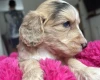 Cockapoo