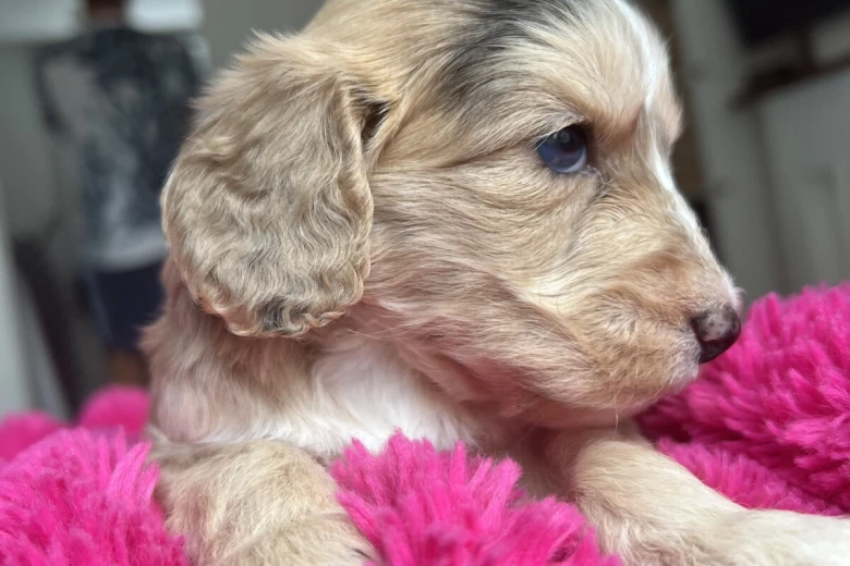Cockapoo