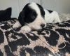 Cockapoo