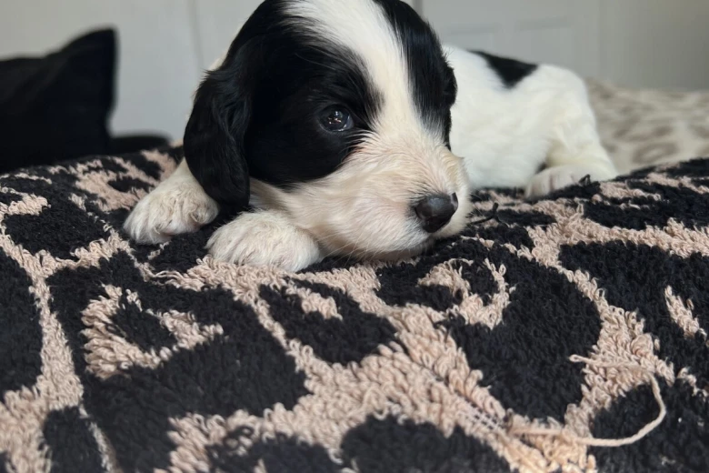 Cockapoo