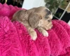 Cockapoo