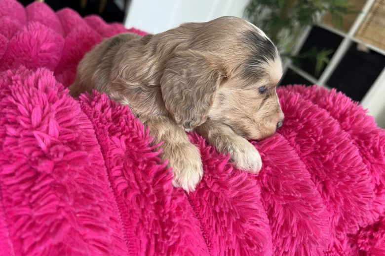 Cockapoo