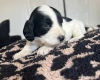 Cockapoo