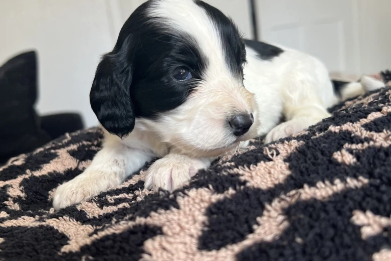 Cockapoo