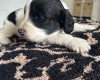 Cockapoo