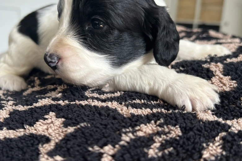 Cockapoo