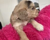 Cockapoo