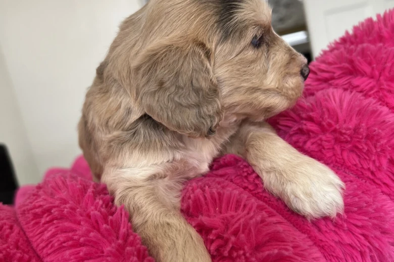 Cockapoo